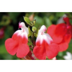 Salvia Microphylla Hot Lips...