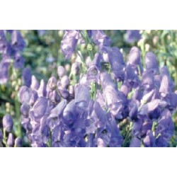 Aconitum C0.65L