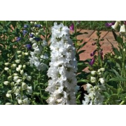 Delphinium Blc C0.65L