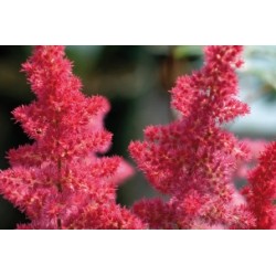 Astilbe Rose Fonce C0.65L