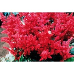 Astilbe Rge C0.65L