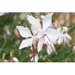 Gaura wirling butterflies...