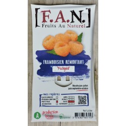 Framboisier Fallgold Rm-C1.6L