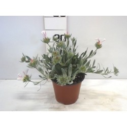 Convolvolus cneorum tfe-p14