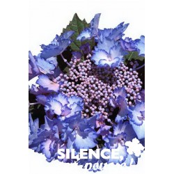 Hortensia Rendez-Vous...