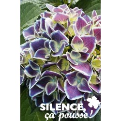 Hortensia Tivoli® Bl C4.5L