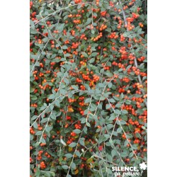 Cotoneaster Franchetii...