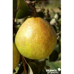 Poirier Doyenne Du Comice...