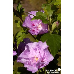 Hibiscus Syriacus Lavender...