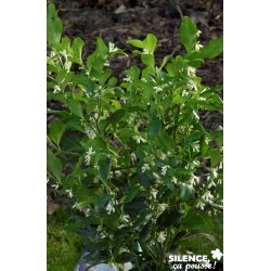 Sarcococca Confusa Tfe-C4.5L