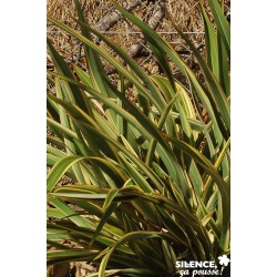 Phormium Cookianum Tricolor...