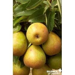 Poirier Beurre Hardy...