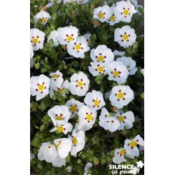 Cistus Dansereaui Decumbens...