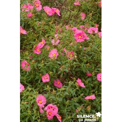 Cistus Purpureus Tfe-C4.5L