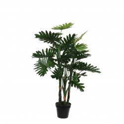 Philodendron En Pot  Vert...
