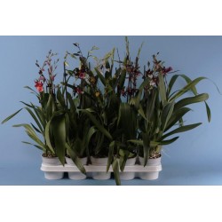 Cambria 2tg-12+flr-h65-p11