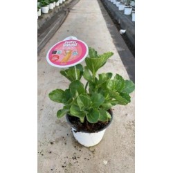 Coleus caninus p13