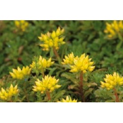Sedum Floriferum C0.65L