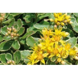 Sedum kamtschaticum jne c0.65l
