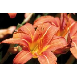Hemerocallis aten orange...