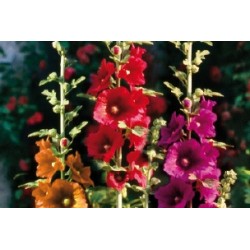 Alcea Rosea Sple C0.65L