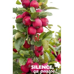 Malus Appletini® Tfe-C4.5L