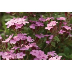 Saponaria C0.65L