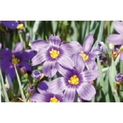 Sisyrinchium Des Montagnes...