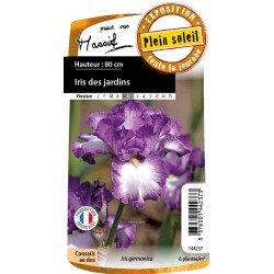 Iris des jardins i've got...