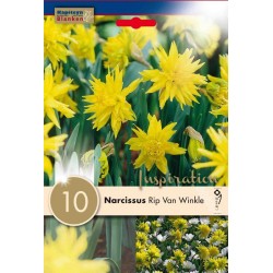 Bulbes de narcisse...