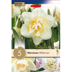 Bulbes narcisse double...