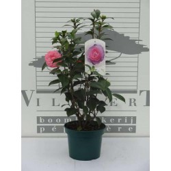 Camellia japonica rse...