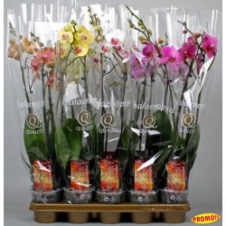 Phalaenopsis x...