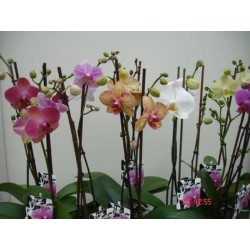Phalaenopsis x...