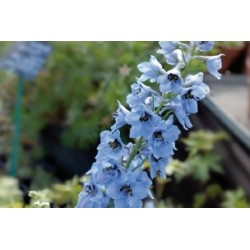 Delphinium Bl C0.65L