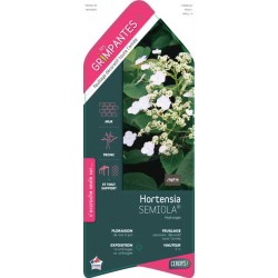 HYDRANGEA Semiola® COV...