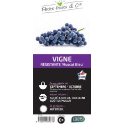 VIGNE 'Muscat Bleu' C1.5L...