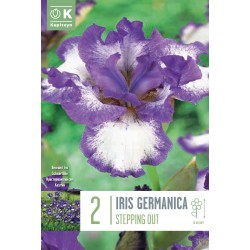 Bulbes d'iris germanica...