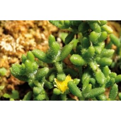 Delosperma Cooperi Jne C0.65L