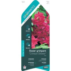 ROSIER LIANE 'Crimson...