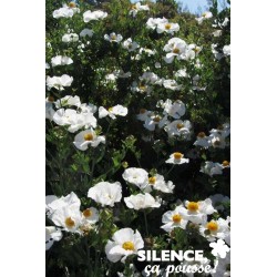 Romneya Coulteri Tfe-C4.5L