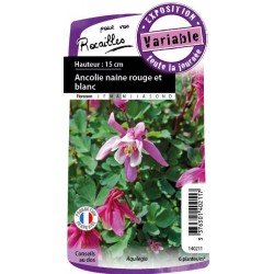 Aquilegia flabellata blc...