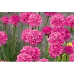 Armeria maritima rge c0.65l