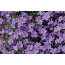 Aubrieta vltte c0.65l