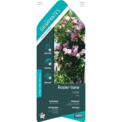 ROSIER LIANE rose TUT...