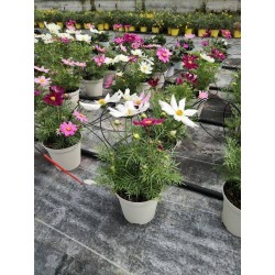 Cosmos tfe-p14
