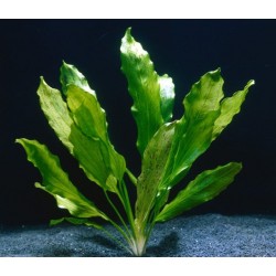 Plante aquatique 5CM POT...