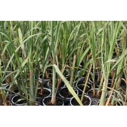 Citronnelle Madagascar C0.75L