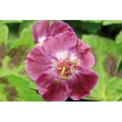 Geranium x pourpre c0.65l