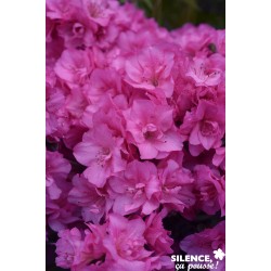 Azalea Japonica Flash...